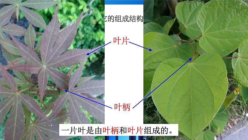 4.5《植物的叶与蒸腾作用》第6页