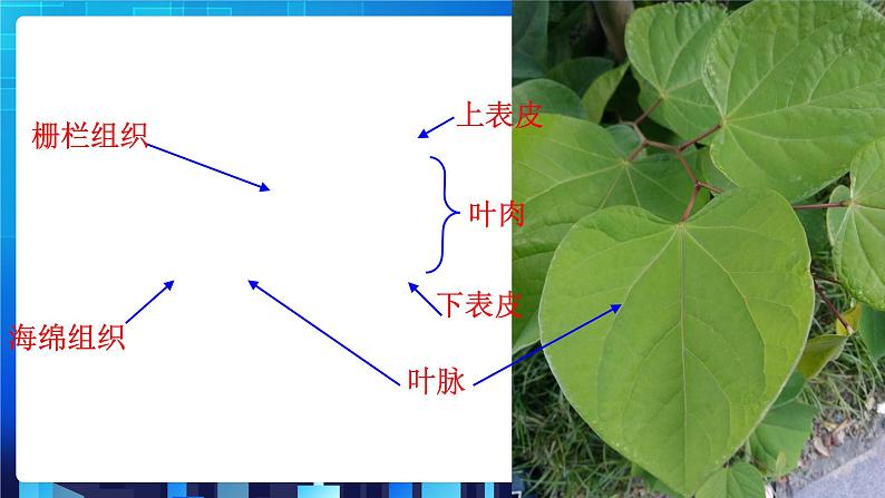 4.5《植物的叶与蒸腾作用》第7页