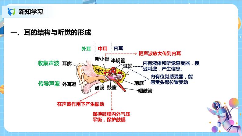 耳和听觉 第1课时第4页