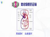 體內(nèi)物質(zhì)的運輸PPT課件免費下載
