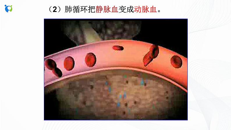 体内物质的运输PPT课件免费下载08