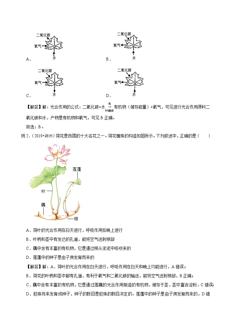 专题05 绿色植物的物质和能量转换-决战2022年中考科学一轮复习（教师版）03