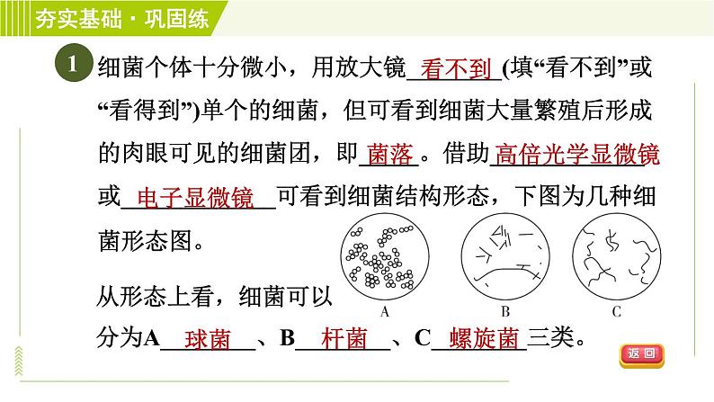 浙教版七年级下册科学 第1章 1.6细菌和真菌的繁殖 习题课件04