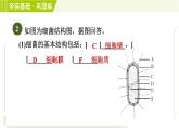 浙教版七年級(jí)下冊(cè)科學(xué) 第1章 1.6細(xì)菌和真菌的繁殖 習(xí)題課件