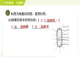 浙教版七年级下册科学 第1章 1.6细菌和真菌的繁殖 习题课件