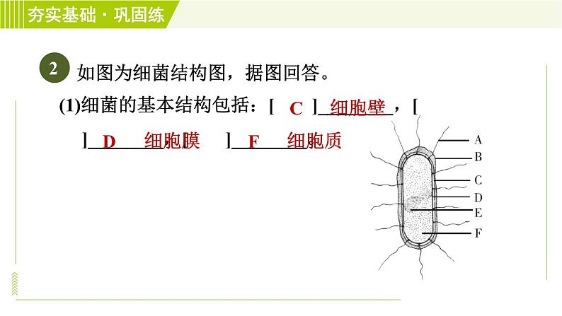 浙教版七年级下册科学 第1章 1.6细菌和真菌的繁殖 习题课件05