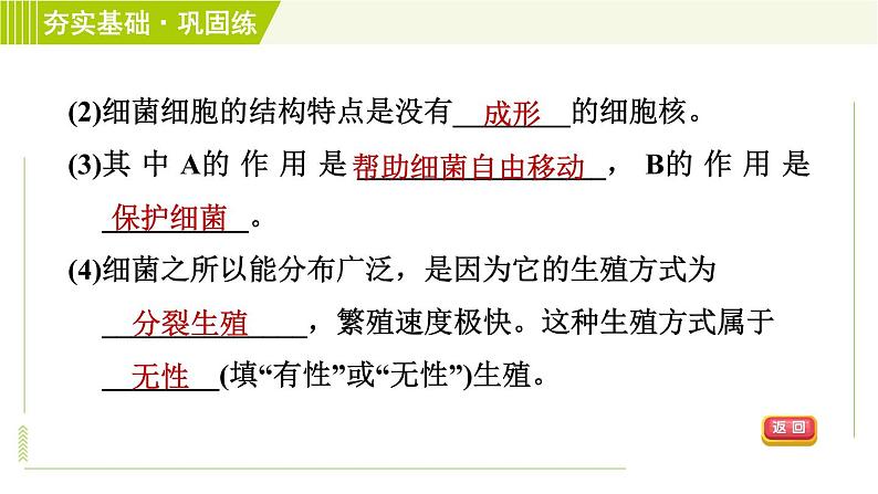 浙教版七年级下册科学 第1章 1.6细菌和真菌的繁殖 习题课件06