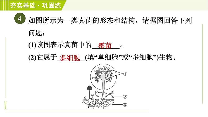 浙教版七年级下册科学 第1章 1.6细菌和真菌的繁殖 习题课件08