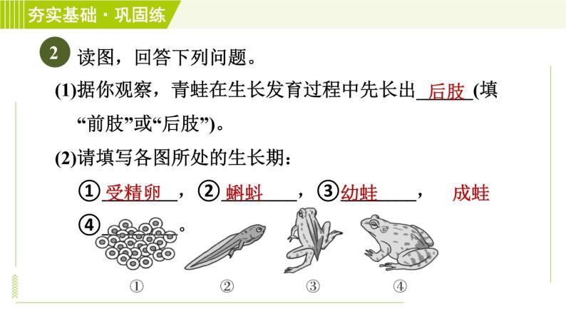浙教版七年级下册科学 第1章 1.3.1动物的生长时期 习题课件05