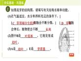 浙教版七年级下册科学 第1章 1.4.3芽的发育　花的结构　植物的生长时期 习题课件