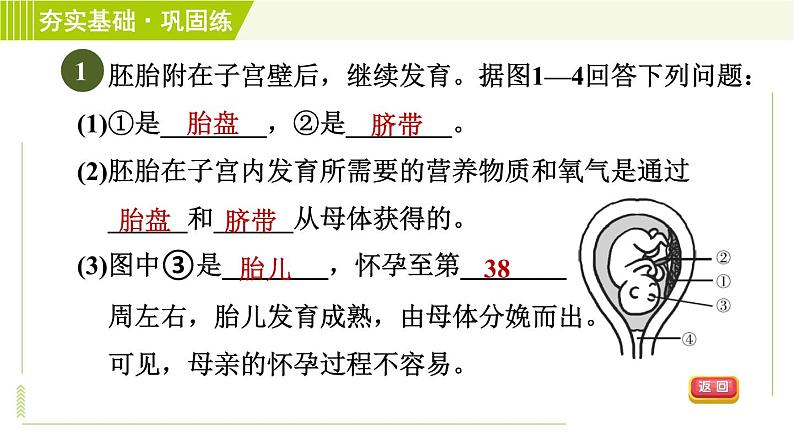 浙教版七年级下册科学 第1章 1.1.2胚胎的发育　分娩和养育 习题课件03