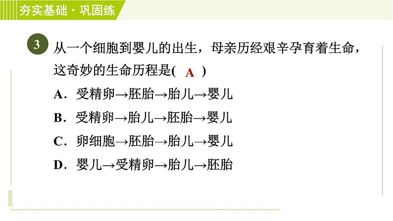 浙教版七年级下册科学 第1章 1.1.2胚胎的发育　分娩和养育 习题课件05