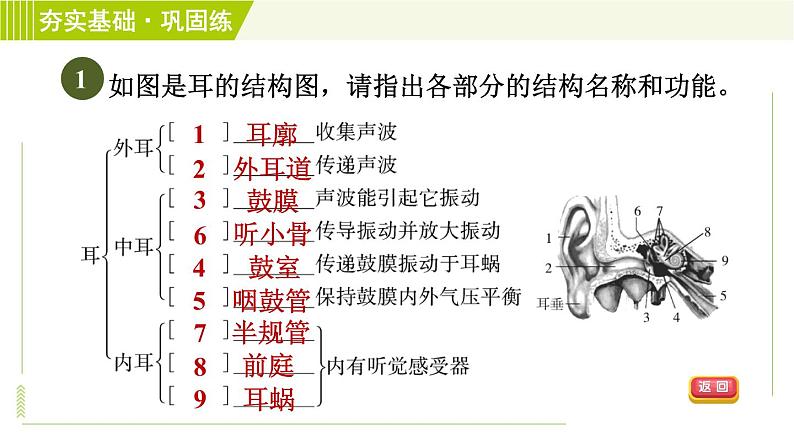 浙教版七年级下册科学 第2章 2.3.1耳的结构与听觉的形成 习题课件第4页