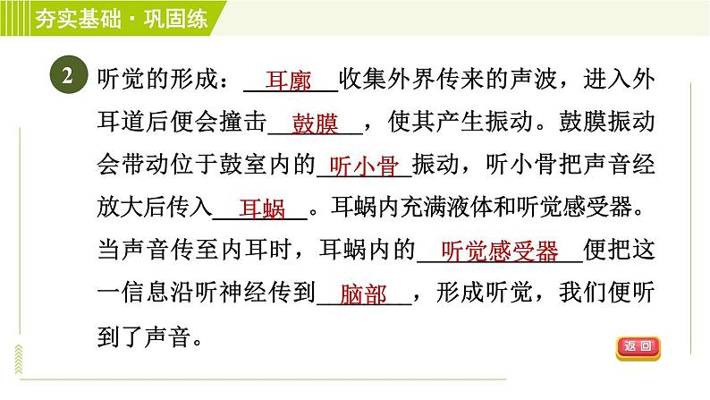 浙教版七年级下册科学 第2章 2.3.1耳的结构与听觉的形成 习题课件第5页