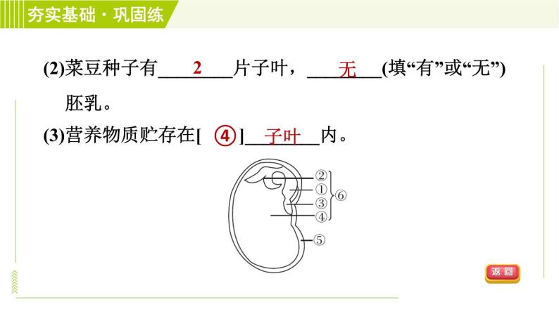 浙教版七年级下册科学 第1章 1.4.1种子的结构 习题课件05