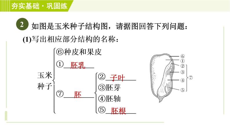 浙教版七年级下册科学 第1章 1.4.1种子的结构 习题课件06