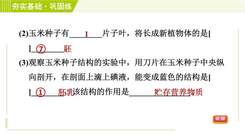 浙教版七年级下册科学 第1章 1.4.1种子的结构 习题课件07