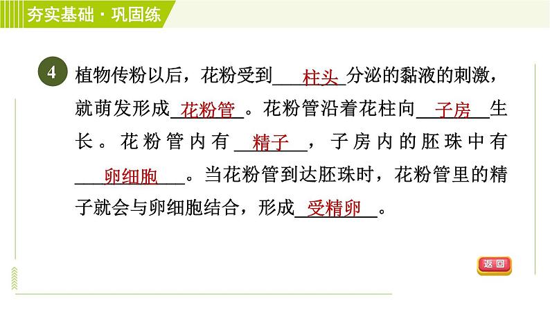 浙教版七年级下册科学 第1章 1.5.1被子植物的有性生殖 习题课件08