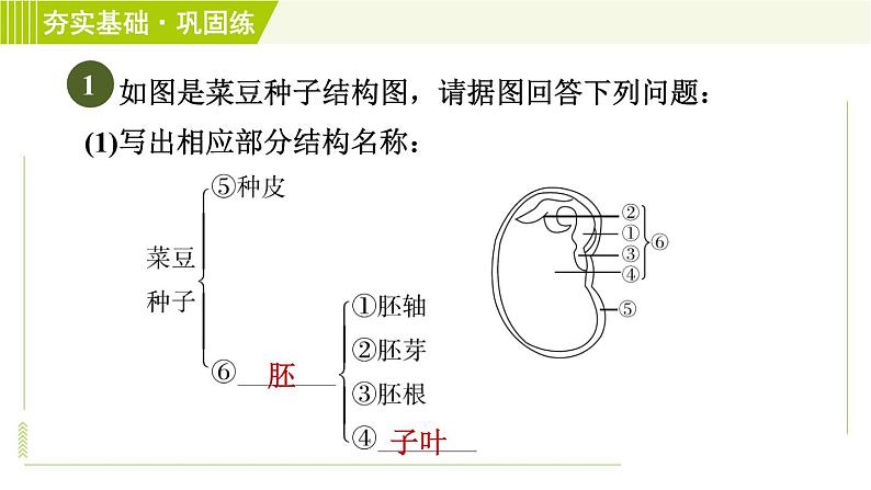 浙教版七年级下册科学 第1章 习题课件04