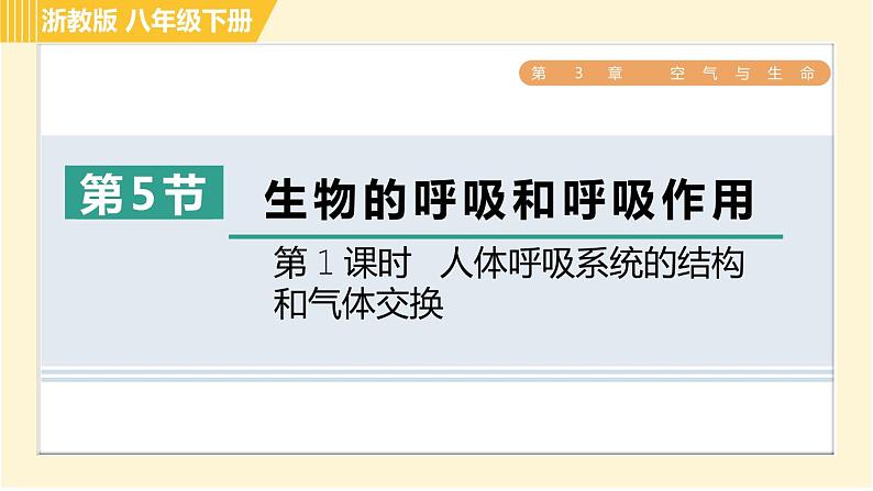 浙教版八年级下册科学 第3章 3.5.1 人体呼吸系统的结构和气体交换 习题课件01