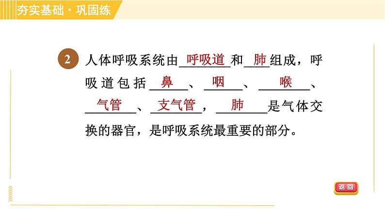 浙教版八年级下册科学 第3章 3.5.1 人体呼吸系统的结构和气体交换 习题课件04