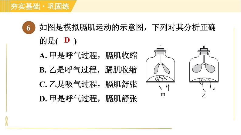 浙教版八年级下册科学 第3章 3.5.1 人体呼吸系统的结构和气体交换 习题课件08