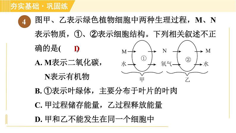 浙教版八年级下册科学 第3章 3.6.2 光合作用和呼吸作用的关系 习题课件第7页