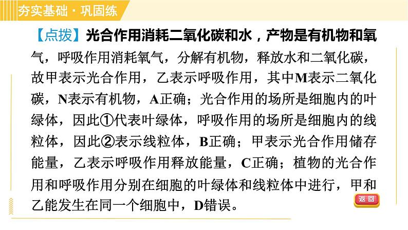 浙教版八年级下册科学 第3章 3.6.2 光合作用和呼吸作用的关系 习题课件第8页