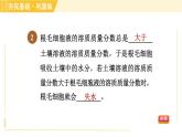 浙教版八年级下册科学 第4章 4.3.1 植物的根系、根的吸水和失水 习题课件