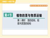 浙教版八年级下册科学 第4章 4.4.1 茎的结构、观察木质茎的结构 习题课件