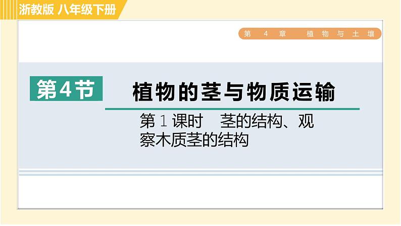 浙教版八年级下册科学 第4章 4.4.1 茎的结构、观察木质茎的结构 习题课件01