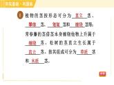 浙教版八年级下册科学 第4章 4.4.1 茎的结构、观察木质茎的结构 习题课件