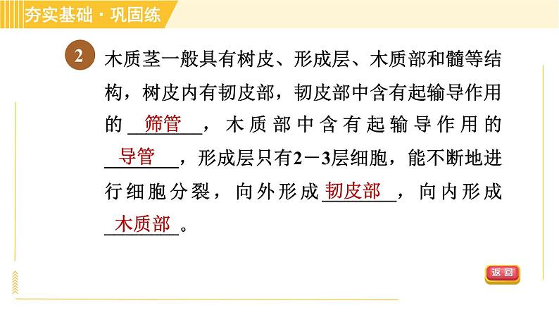 浙教版八年级下册科学 第4章 4.4.1 茎的结构、观察木质茎的结构 习题课件04