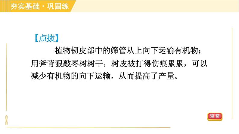 浙教版八年级下册科学 第4章 4.4.2 水分和无机盐的运输、有机物的运输 习题课件第7页