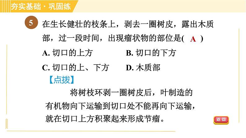 浙教版八年级下册科学 第4章 4.4.2 水分和无机盐的运输、有机物的运输 习题课件第8页