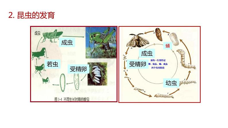 2020—2021学年浙教版科学七年级下册课件--1.3动物的生长时期(第1课时 )08