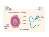 2020—2021学年浙教版科学七年级下册  1.1 新生命的诞生 -第1课时 人的生殖系统课件PPT