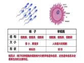 2020—2021学年浙教版科学七年级下册  1.1 新生命的诞生 -第1课时 人的生殖系统课件PPT