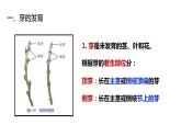 2020-2021学年浙教版科学七年级下册新课课件--1.4植物的一生（第3课时 ）