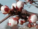 2020-2021學(xué)年浙教版科學(xué)七年級下冊新課課件--1.5植物生殖方式的多樣性（第1課時 被子植物的有性生殖）