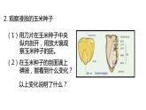 2020-2021学年浙教版科学七年级下册新课课件--1.4植物的一生（第1课时 种子的结构）