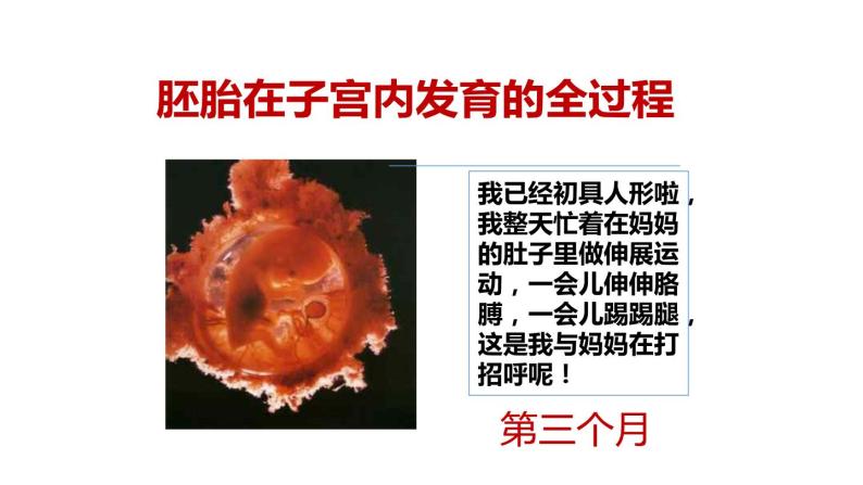 mp4第2课时 胚胎的发育.pptx时间都去哪了.mp4受精的过程.