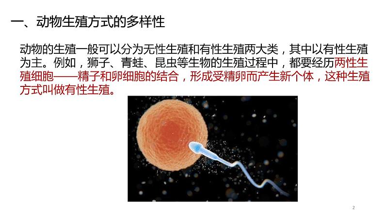 动物的生长时期PPT课件免费下载02