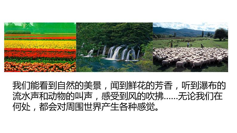 2020—2021学年浙教版科学八年级下册课件-2.1 感觉世界02