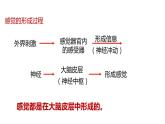 2020—2021学年浙教版科学八年级下册课件-2.1 感觉世界