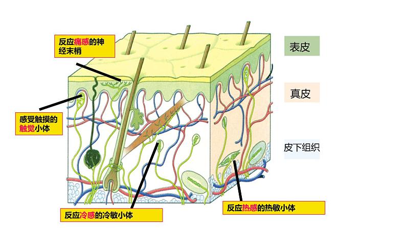 2020—2021学年浙教版科学八年级下册课件-2.1 感觉世界08