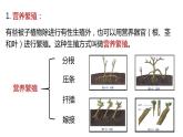 植物生殖方式的多样性PPT课件免费下载