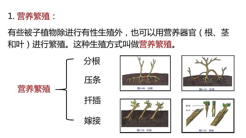 植物生殖方式的多样性PPT课件免费下载03