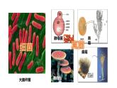 细菌和真菌的繁殖PPT课件免费下载