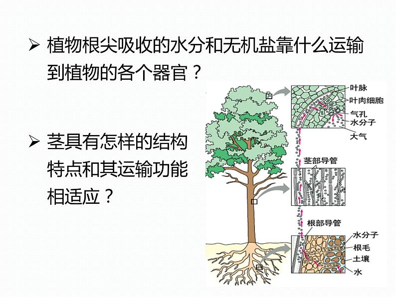 植物的茎与物质运输PPT课件免费下载01